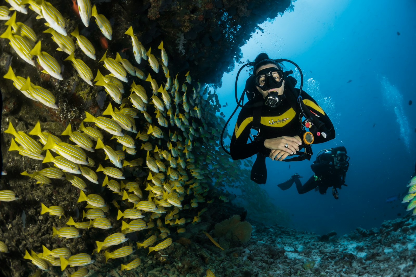 Divers gliding past a shoal of yellow snapper